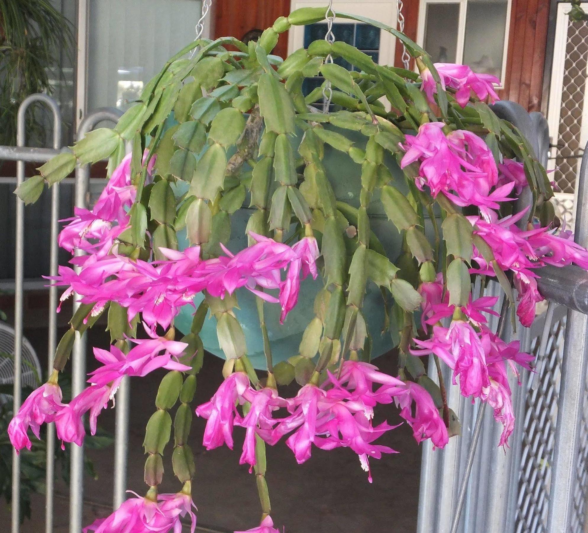 Kathys Place Bed And Breakfast Alice Springs Exterior foto